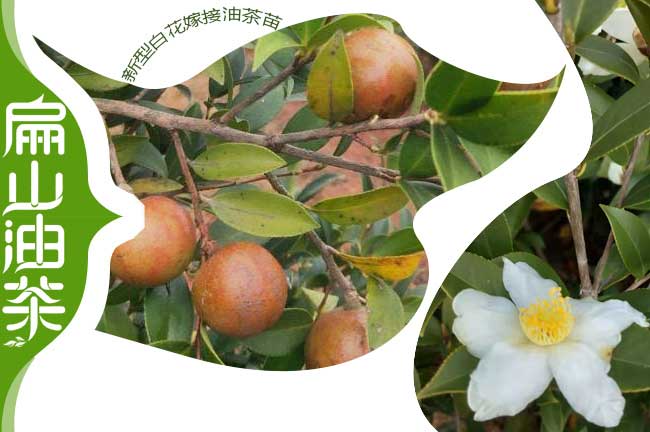 廣西軟枝1號(hào)油茶苗
