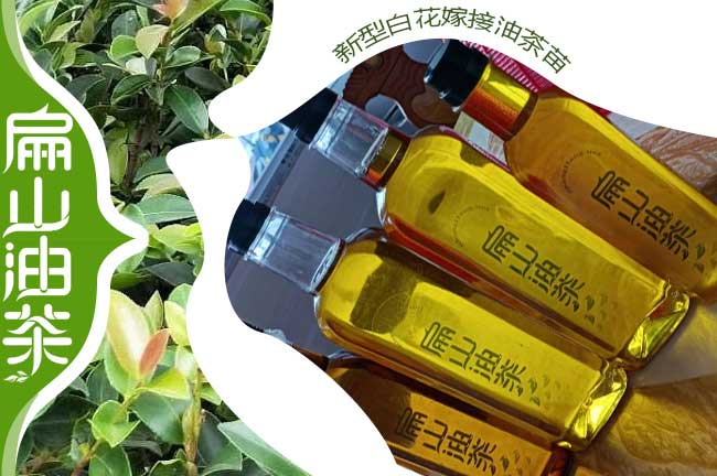 1-3年長林53#40號嫁接油茶杯苗(營養(yǎng)袋裝輕基質(zhì))-扁山油茶