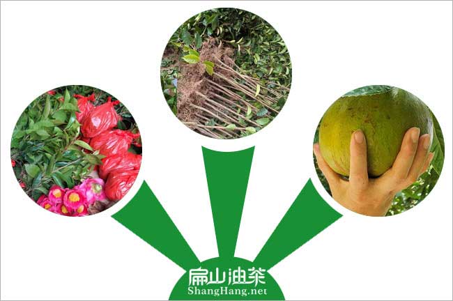 攸縣湘林油茶苗