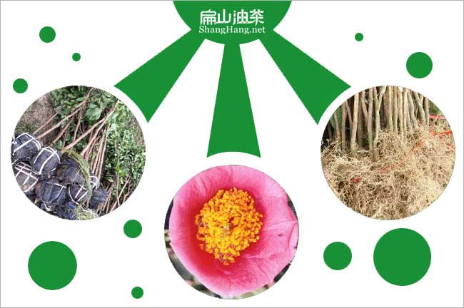 長(zhǎng)林油茶苗