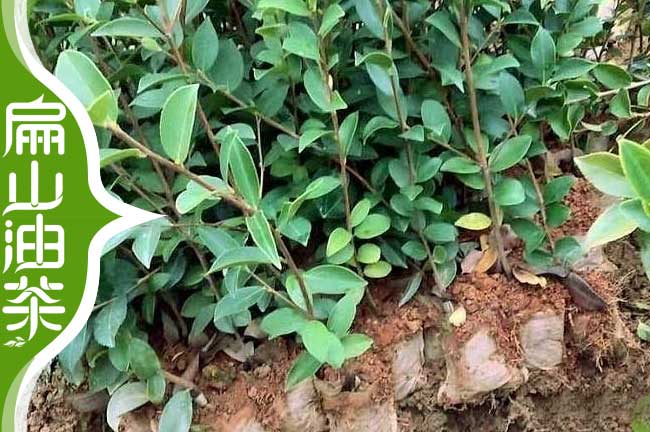 內(nèi)江油茶杯苗