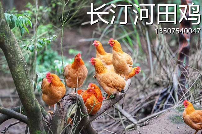 長汀河田雞苗