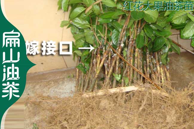 福建大果油茶苗