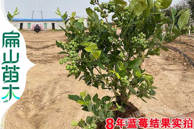 油茶施肥時(shí)間