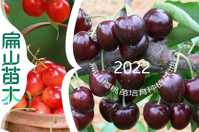 融水櫻桃樹(shù)苗批發(fā)