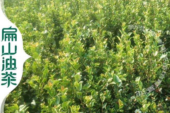 長(zhǎng)林53號(hào)油茶苗