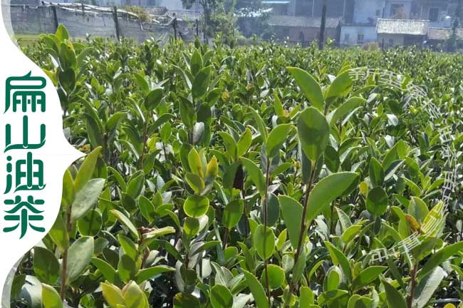 長(zhǎng)林3號(hào)油茶苗