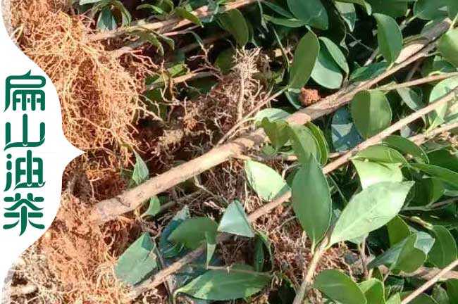 云南長林油茶苗