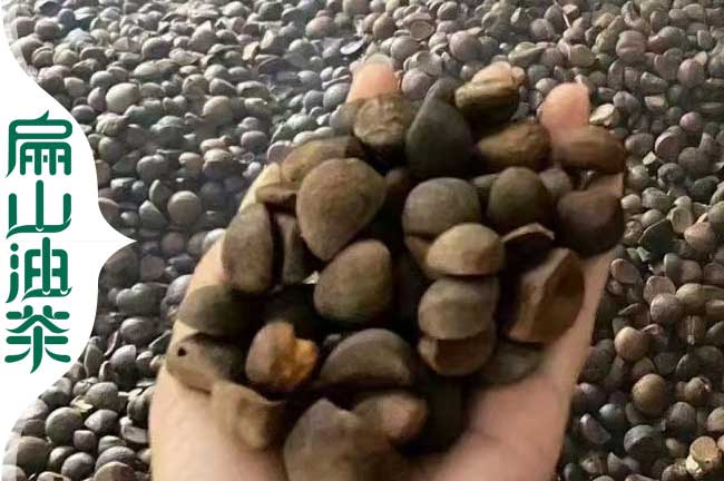 中國(guó)茶籽