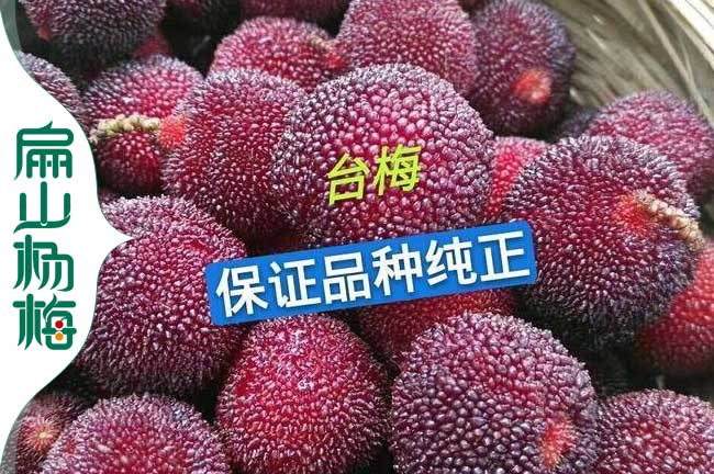 臺梅果