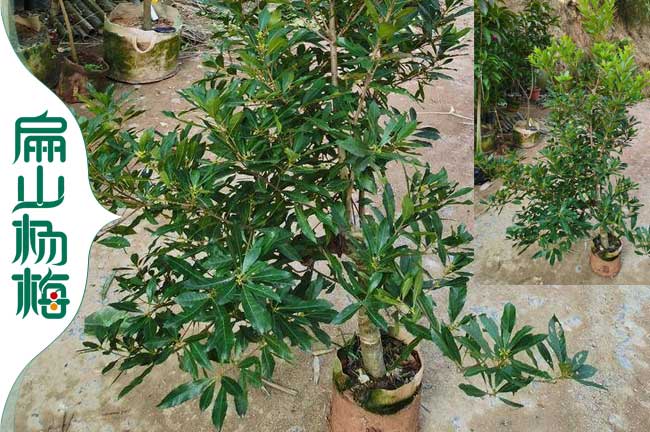 楊梅嫁接砧木苗枝條批發(fā) 楊梅苗培育砧木苗穗條扦插方法-扁山楊梅