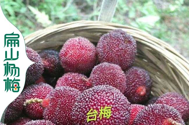 各省臺(tái)梅苗