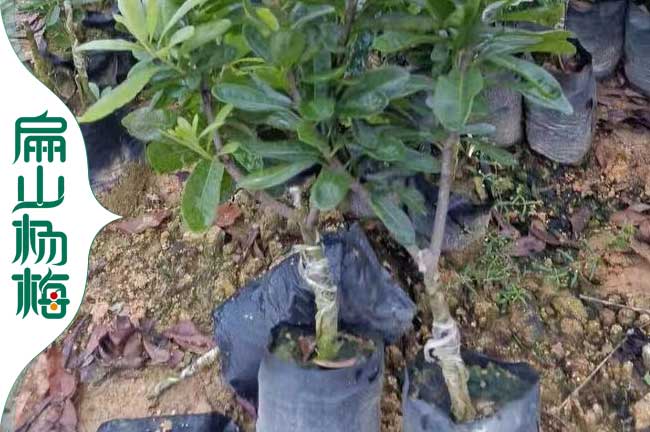臺州楊梅小杯苗