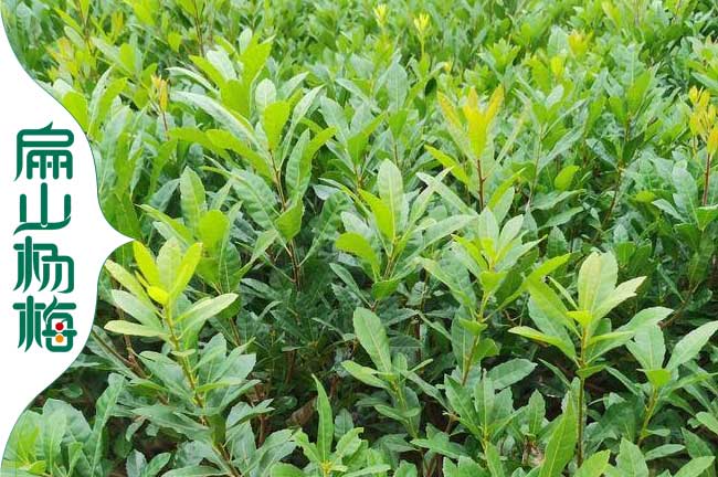 凱里地徑2公分楊梅杯苗