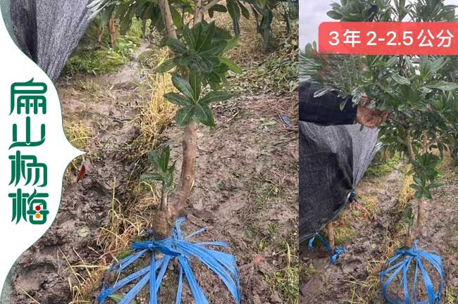 漳州地徑2公分楊梅苗