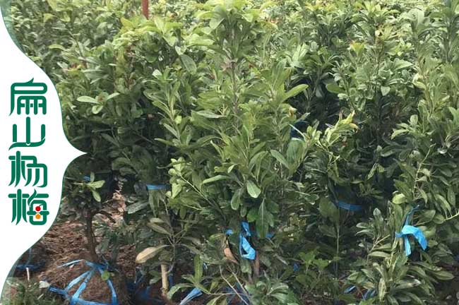 大黑炭荸薺黑高峰白楊梅種植施肥技巧和方法-湖南扁山楊梅