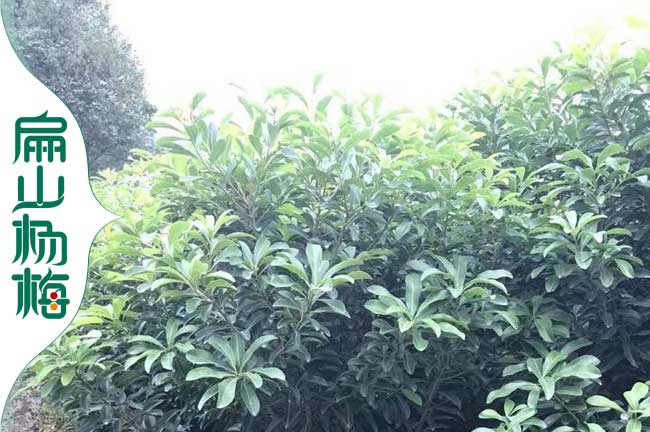 湖南東魁楊梅苗培育