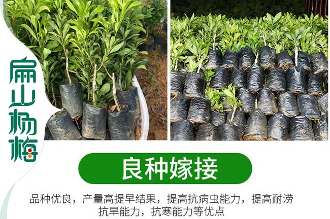 楊梅樹管理