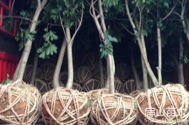 景德鎮(zhèn)黑高峰楊梅苗批發(fā)S水晶無(wú)核早熟白楊梅樹(shù)苗-扁山油茶