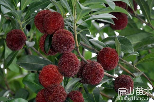 鳳陽(yáng)紅楊梅苗批發(fā)