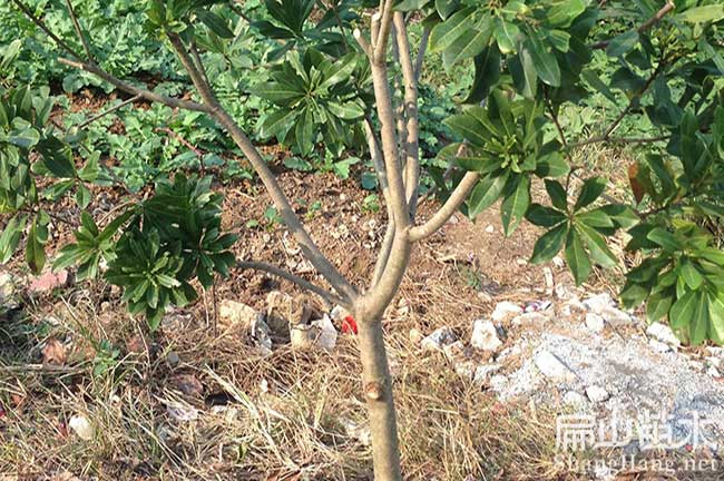 進賢盆栽楊梅苗