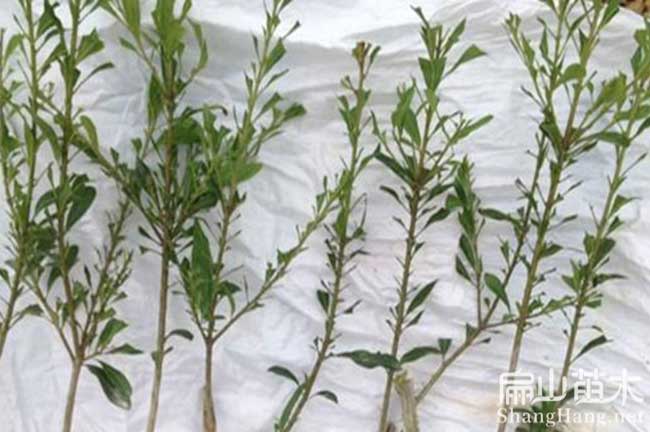 會理縣東魁楊梅苗批發(fā)