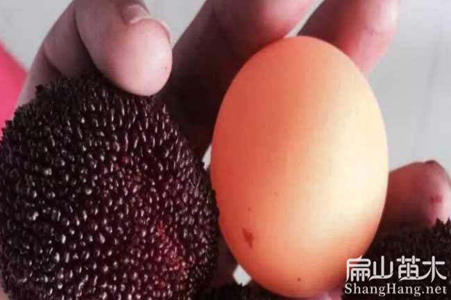 銅梁潼南荸薺楊梅苗批發(fā)R榮昌開州荸薺楊梅苗批發(fā)-扁山楊梅