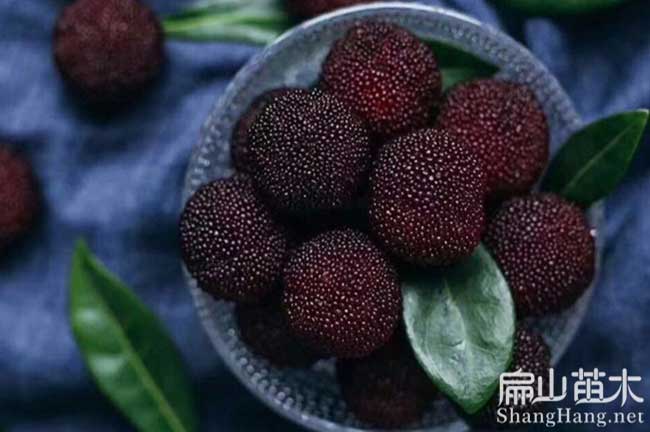 東魁楊梅小苗批發(fā) 達(dá)州(四川)大黑炭1年?yáng)|魁楊梅苗-扁山楊梅