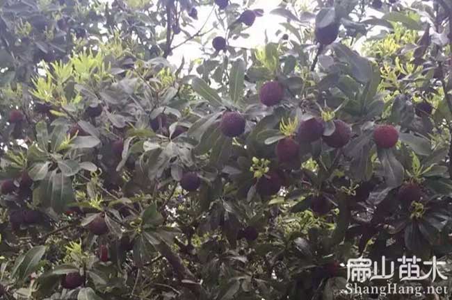稻城楊梅種植