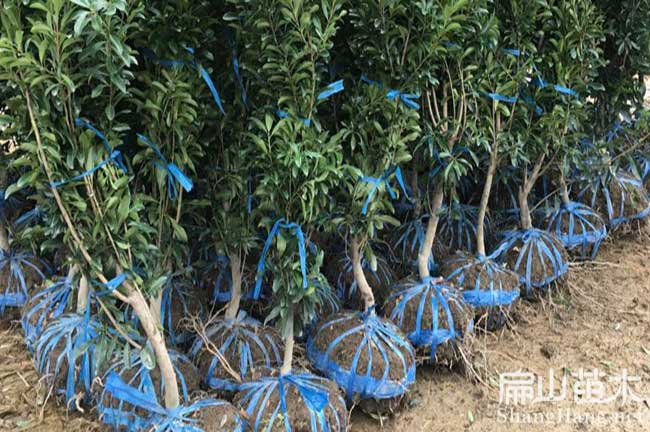 高嵐大黑炭楊梅苗