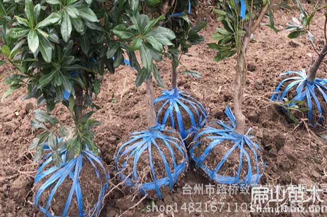 古路鎮(zhèn)水晶楊梅苗