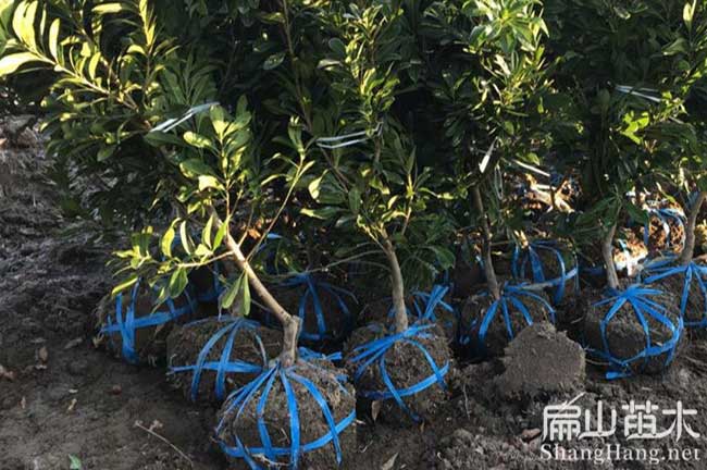 操場(chǎng)東魁楊梅苗