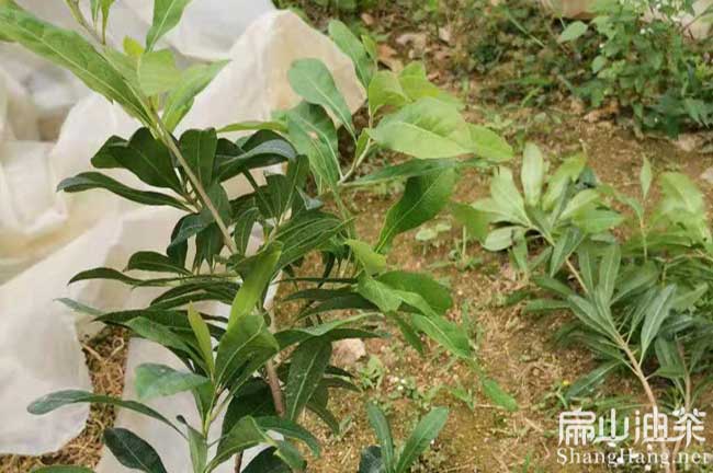 萬(wàn)州楊梅苗批發(fā)