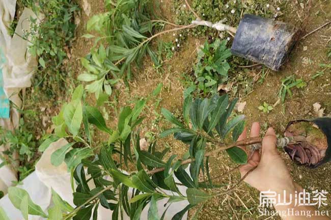 萬(wàn)州水晶楊梅苗