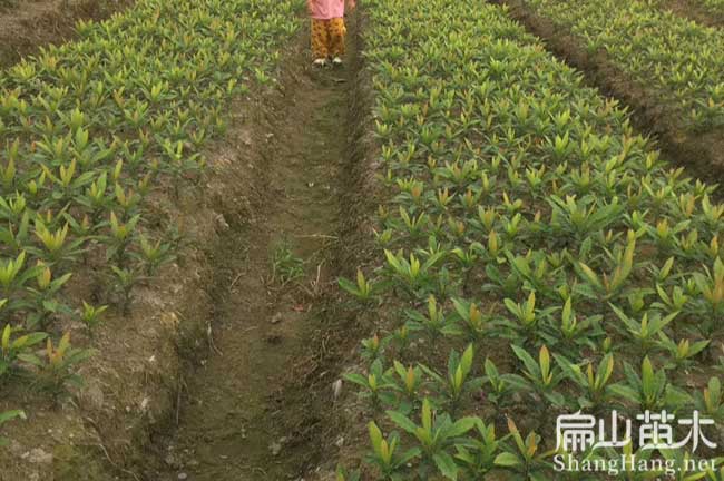 官陽鎮(zhèn)楊梅苗培養(yǎng)