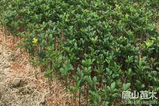龍溪鎮(zhèn)楊梅種植
