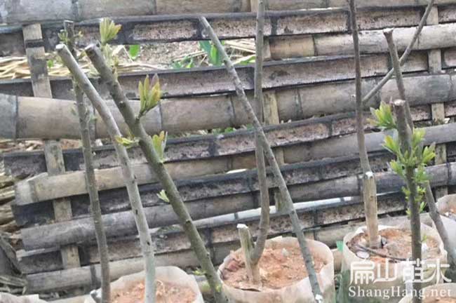 峨嶺楊梅苗批發(fā)