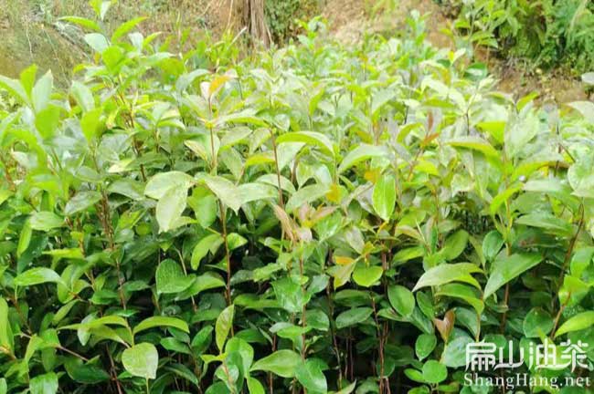 40號(hào)油茶苗