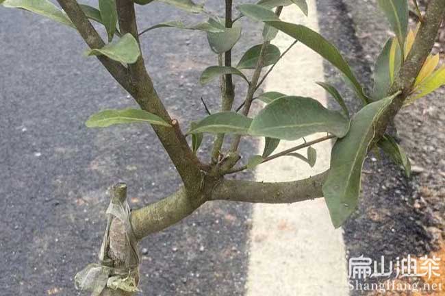 長(zhǎng)順縣水晶楊梅苗批發(fā)
