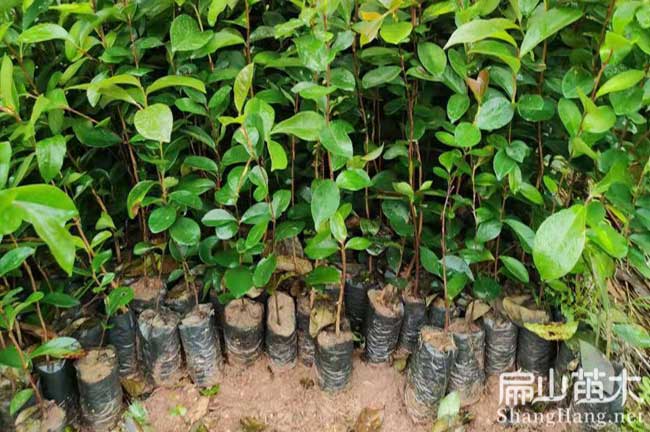 長(zhǎng)林18號(hào)油茶杯苗