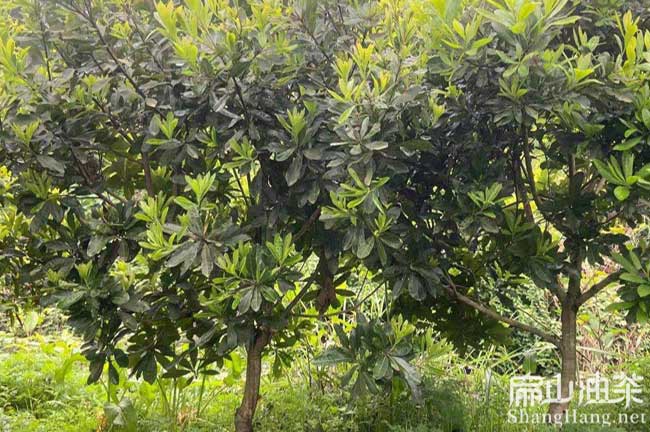 畢節(jié)楊梅苗批發(fā)價格多少錢一顆 B畢節(jié)楊梅苗批發(fā)-扁山油茶