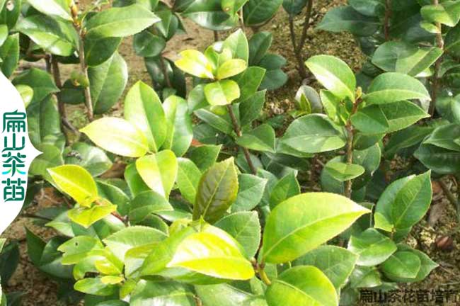 慶陽(yáng)茶花苗培育