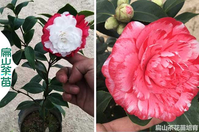 濟源多色茶花苗培育