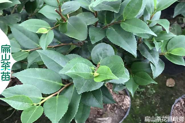 濮陽(yáng)茶花苗培育