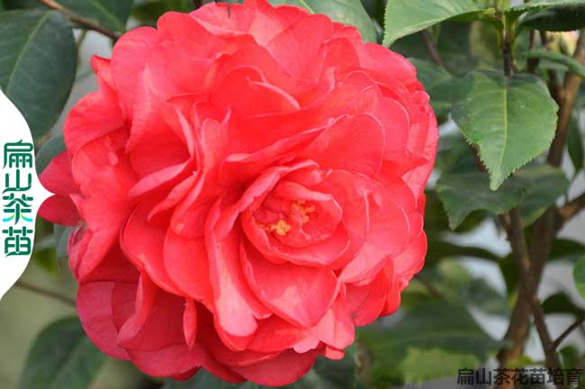 慶陽(yáng)茶花苗批發(fā)