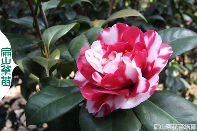 臨夏茶花樹(shù)苗批發(fā)