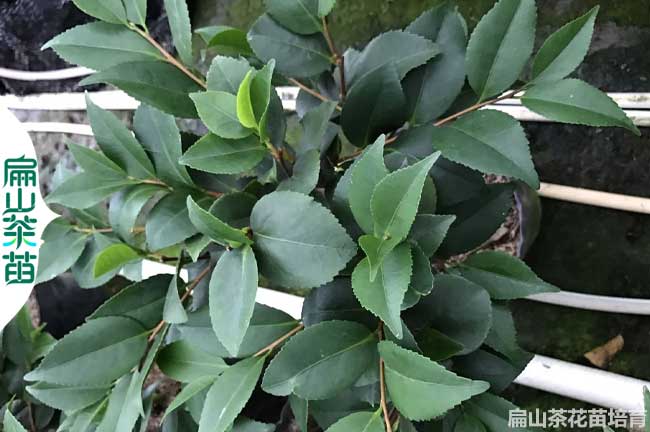 濟源茶花苗批發(fā)