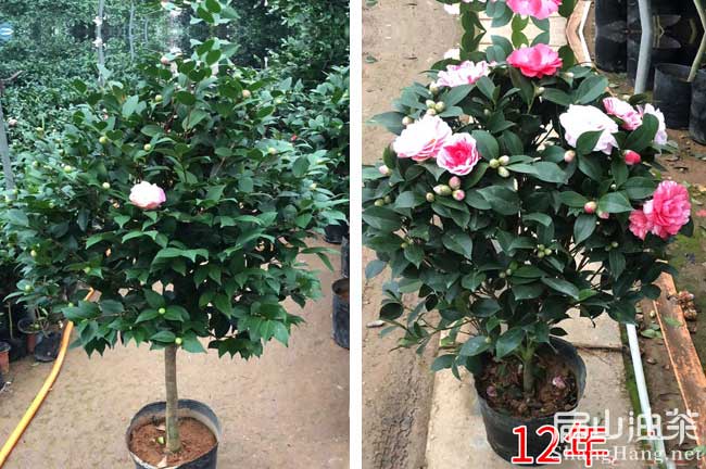 茶花苗批發(fā)
