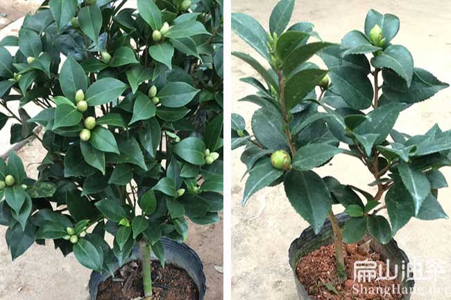 福建茶樹(shù)苗種植