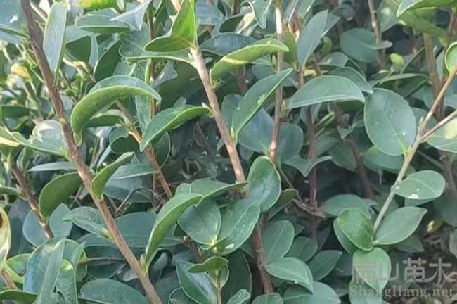 晉江茶樹苗批發(fā)